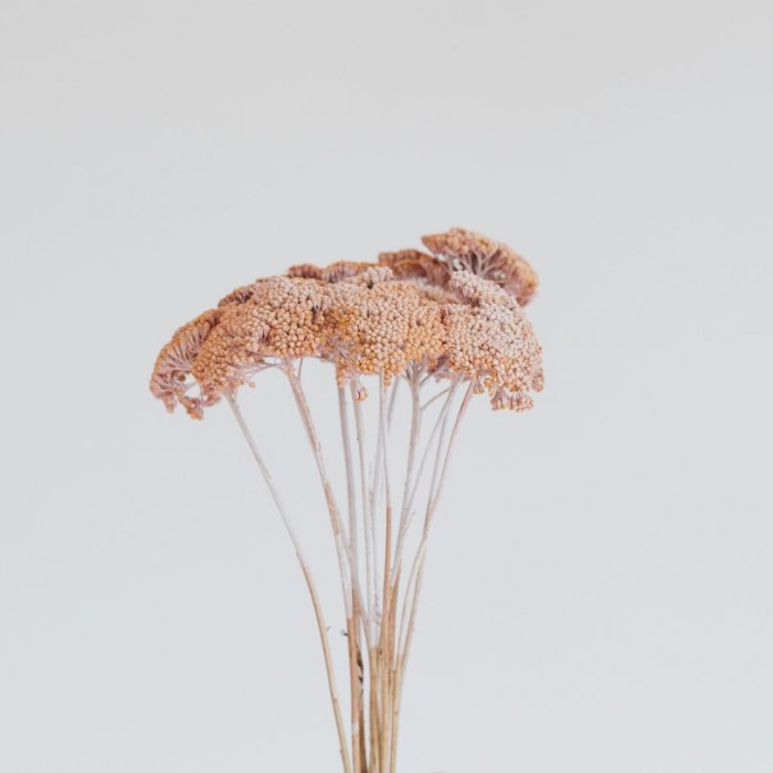 achillea