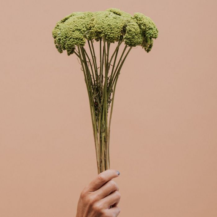 Achillea meszes zöld