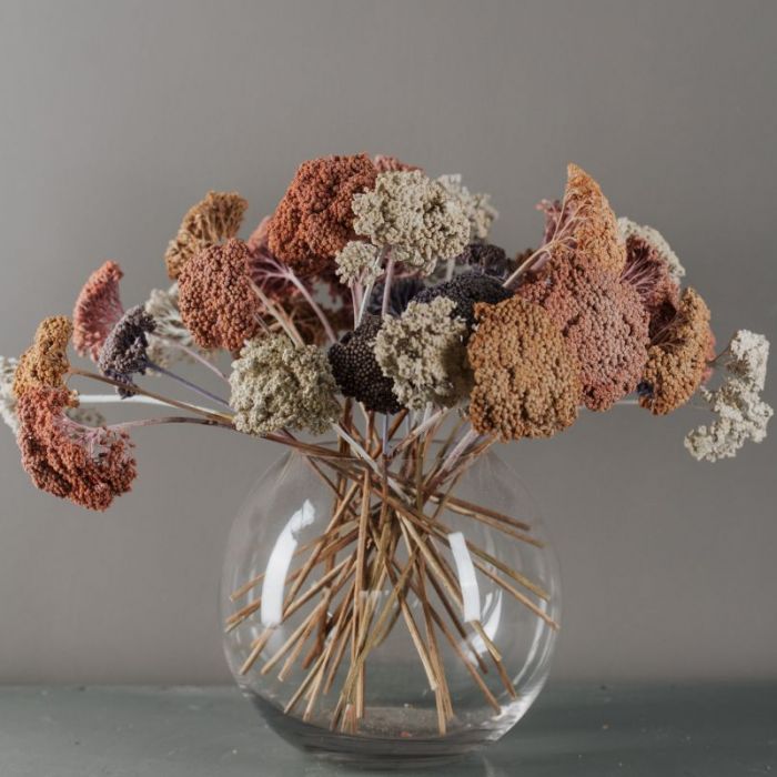 Achillea mix