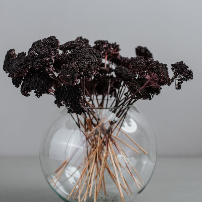 black achillea