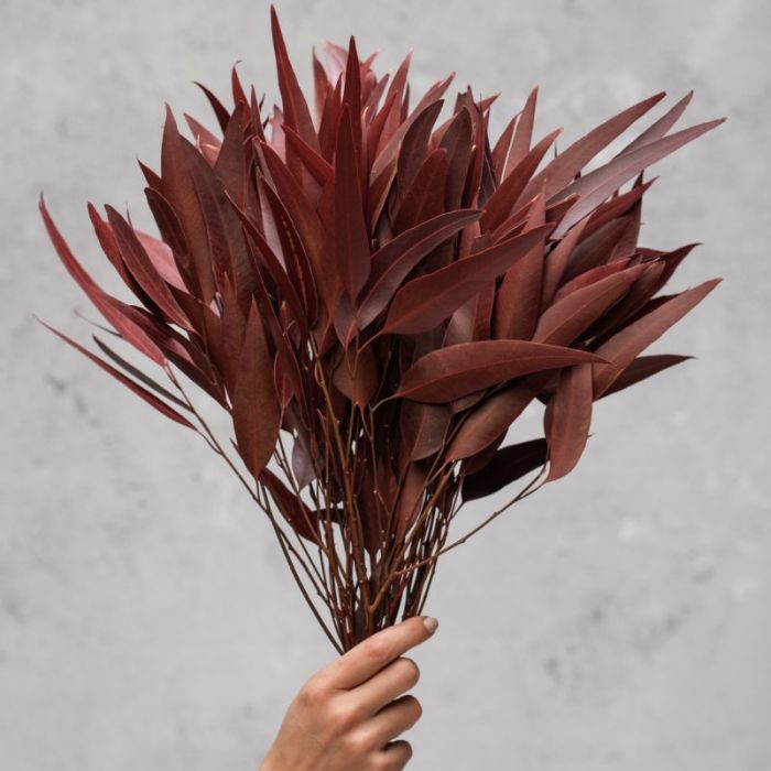 Eukaliptus willow red