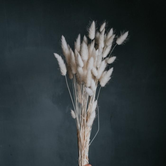 Lagurus