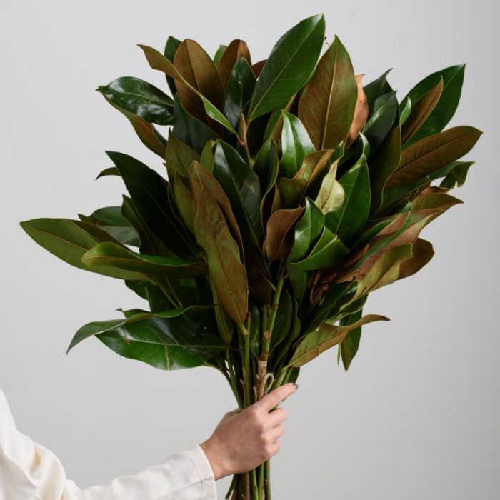 Magnolia  Grandiflora