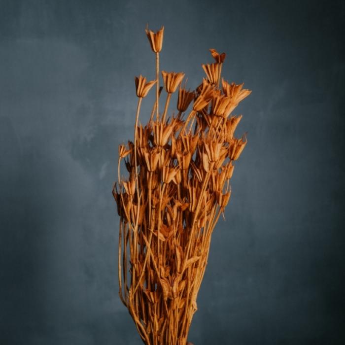 nigella