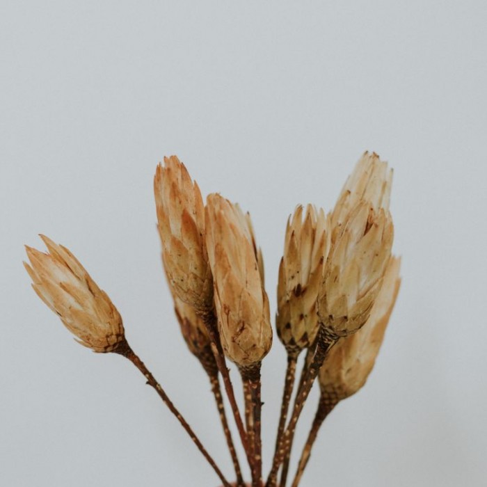 protea