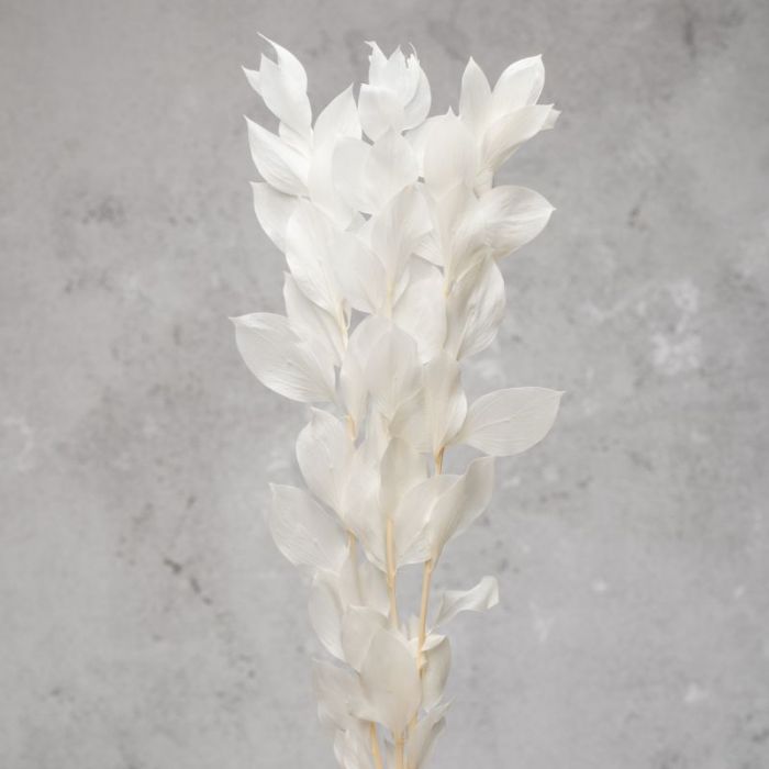 Ruscus white