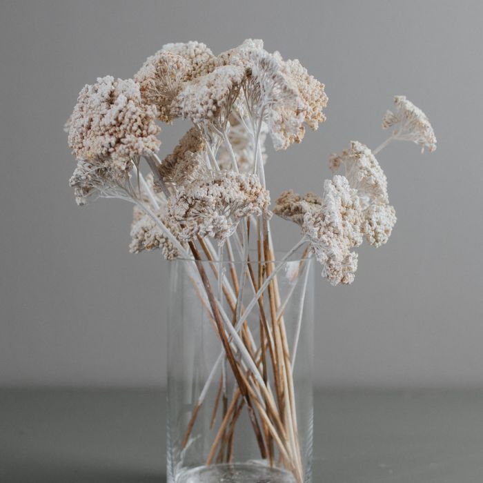 white achillea
